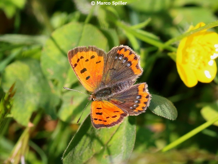 Lycaena phlaeas, Lycaenidae